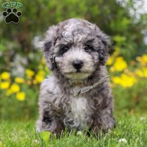 Chase, Mini Bernedoodle Puppy